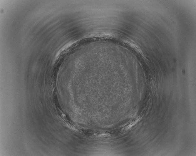 X0000072530920200608041553