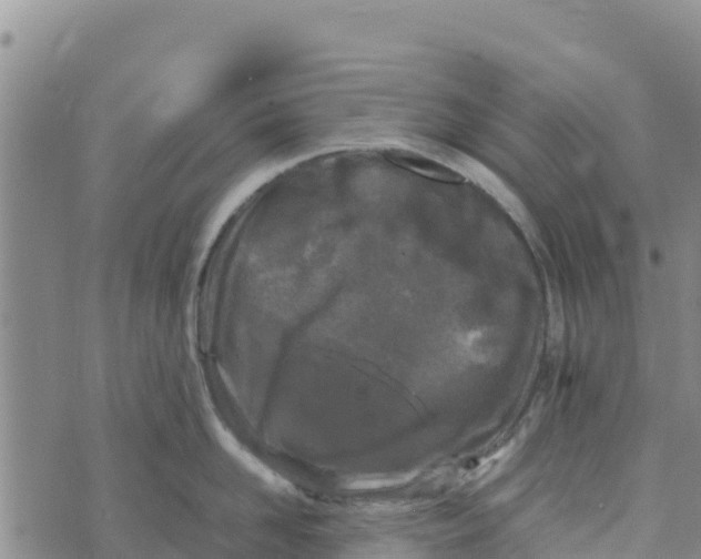 X0000072530958200608041554