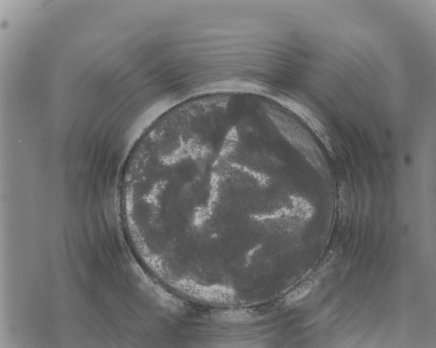 X0000072530998200608041552