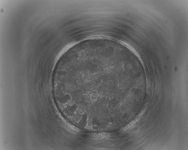 X0000072531045200608041552