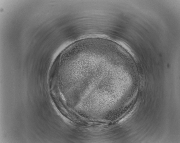 X0000072531046200608041552