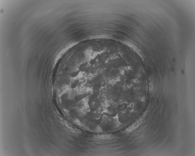 X0000072531117200608041550