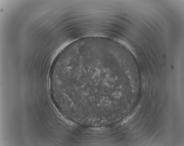 X0000072531125200608041550