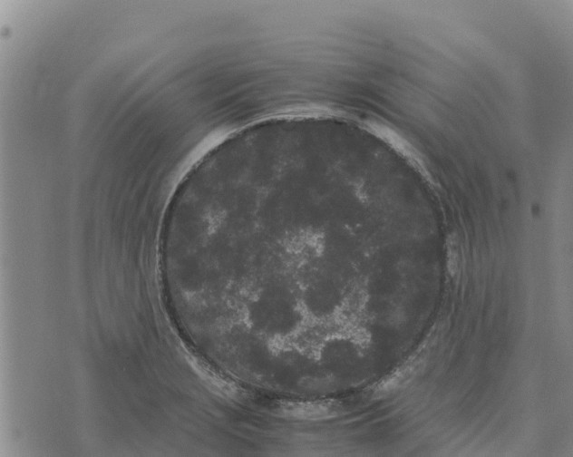 X0000072531229200608041549