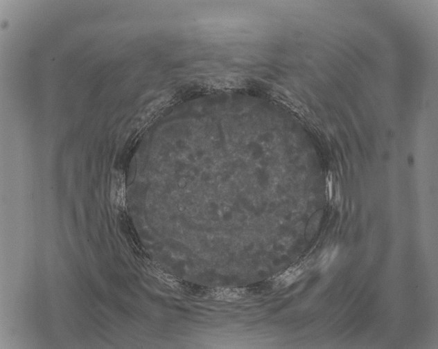 X0000072531251200608041548