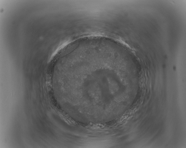 X0000072531255200608041548