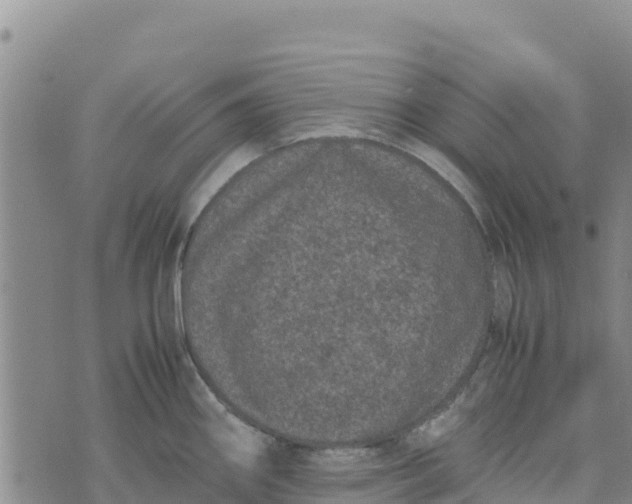 X0000072531290200608041548