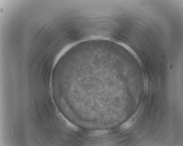 X0000072531294200608041548