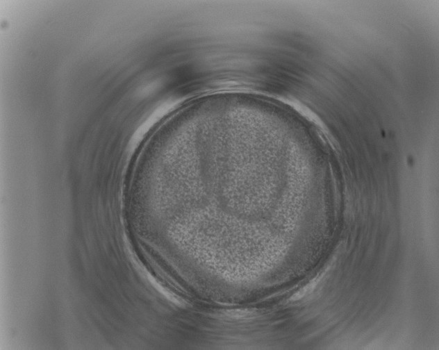 X0000072531333200608041547