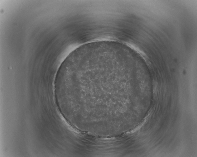 X0000072531423200608041546