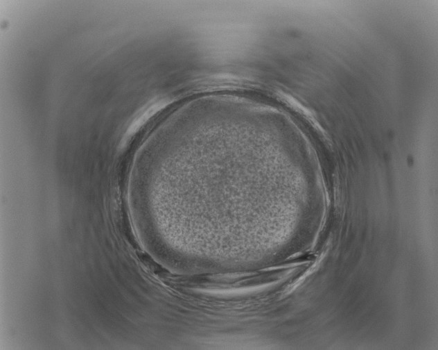 X0000072531453200608041545