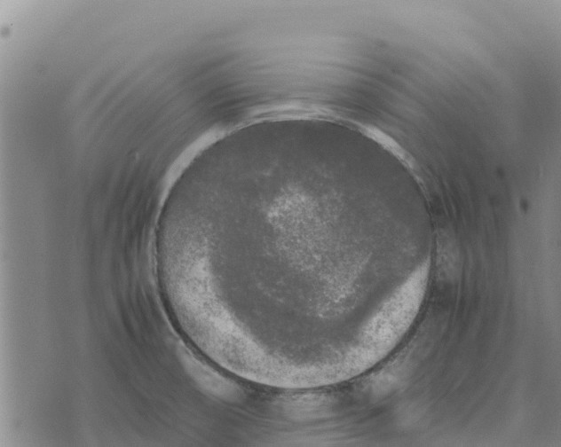 X0000072531474200608041545