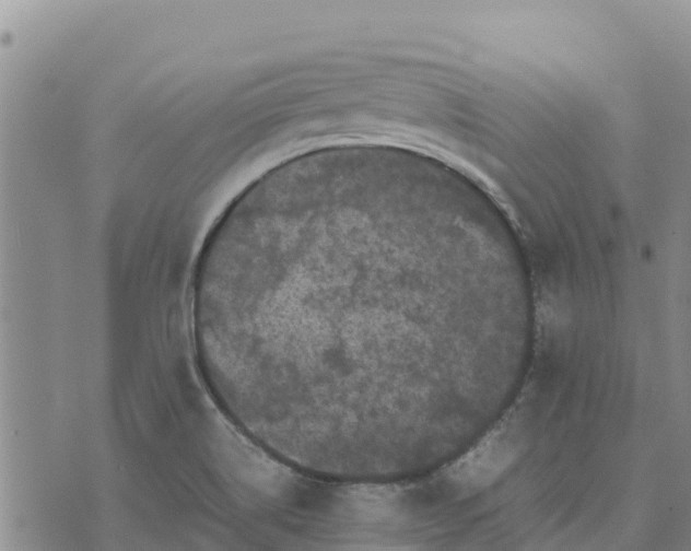 X0000072531514200608041544