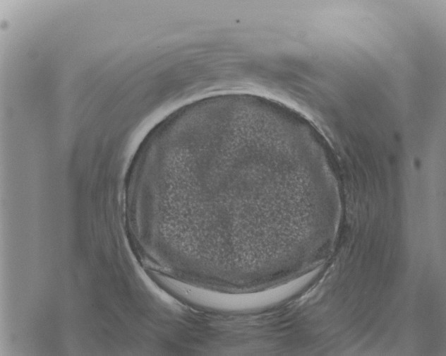 X0000072531519200608041544