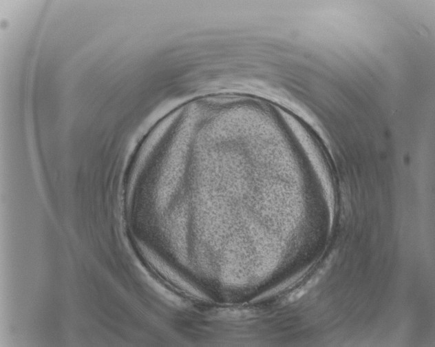 X0000072531525200608041544