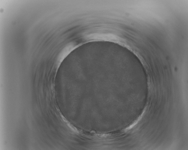 X0000072531529200608041544