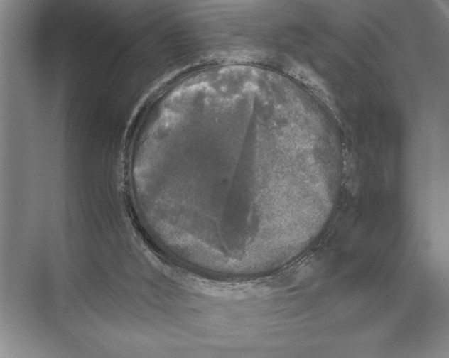 X0000072530012200608111758