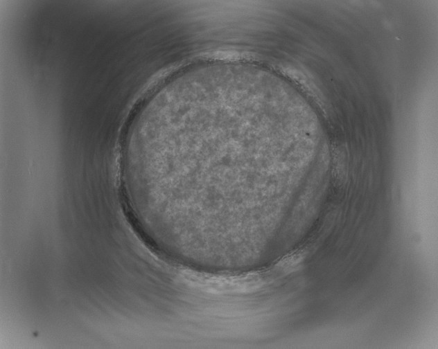 X0000072530016200608111758