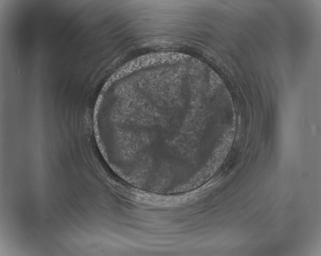 X0000072530048200608111757