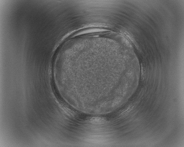 X0000072530348200608111752