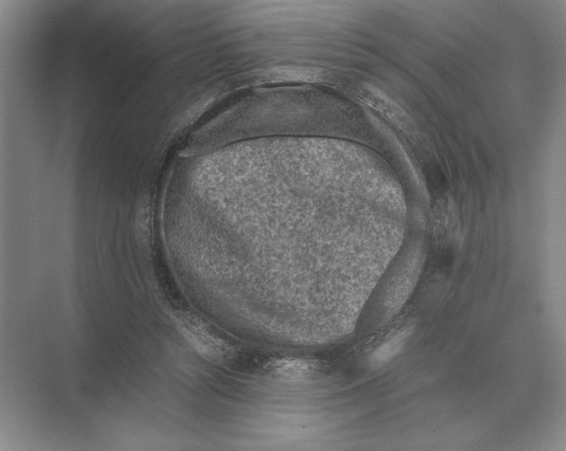 X0000072530352200608111752