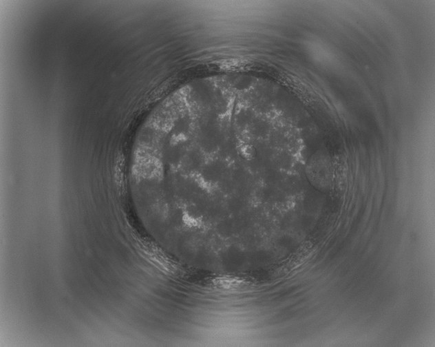 X0000072530650200608111747