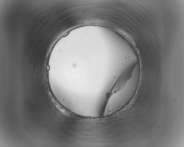 X0000072530816200608111744