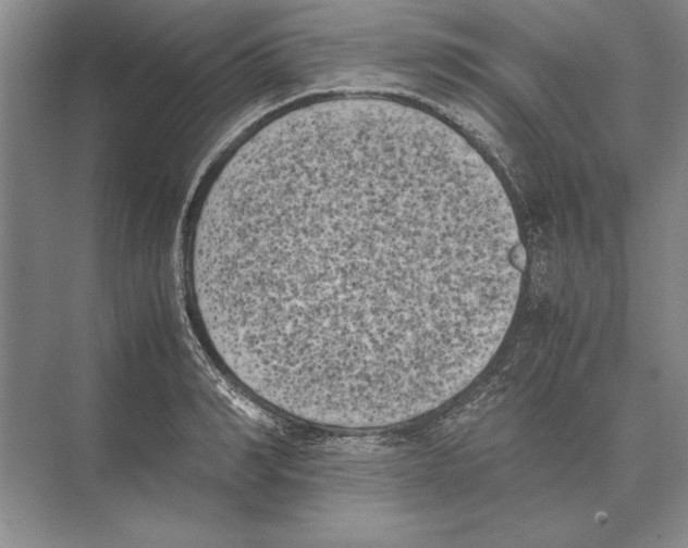 X0000072530990200608111741