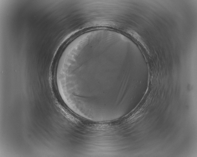 X0000072531024200608111741