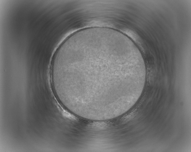 X0000072531094200608111740