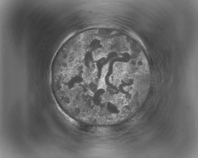 X0000072531095200608111740