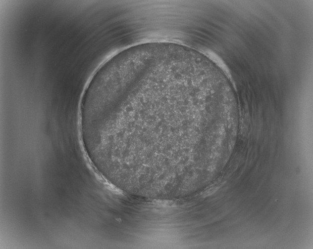 X0000072531096200608111740