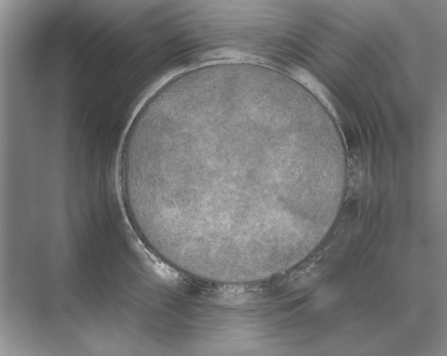 X0000072531098200608111740