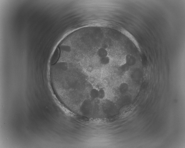 X0000072531099200608111740