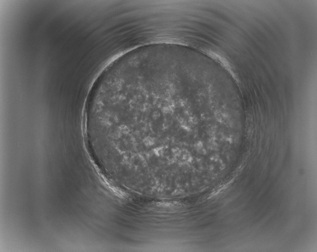 X0000072531125200608111739