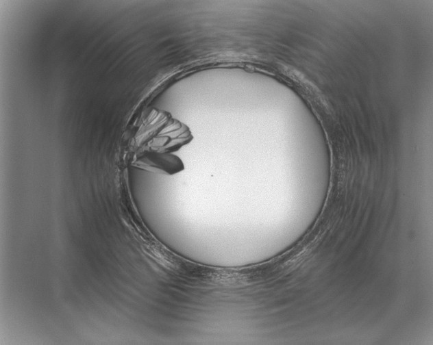 X0000072531170200608111738