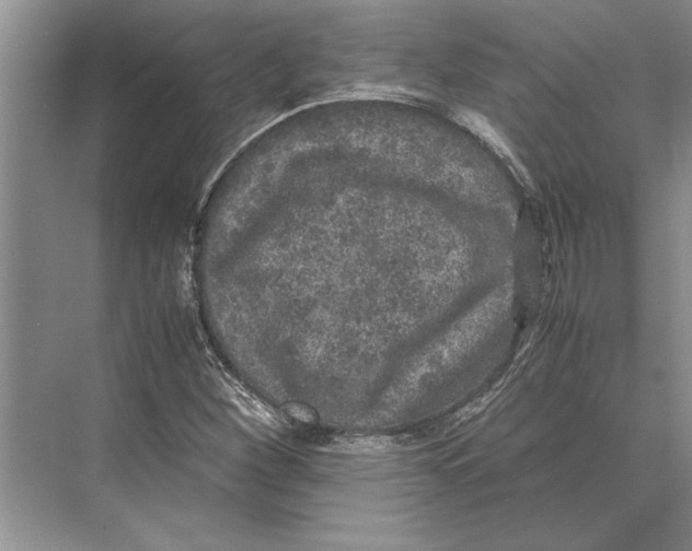 X0000072531260200608111737