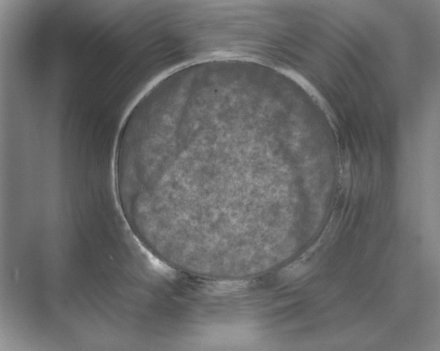 X0000072531294200608111736