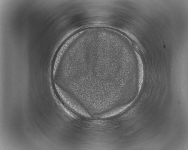 X0000072531333200608111736