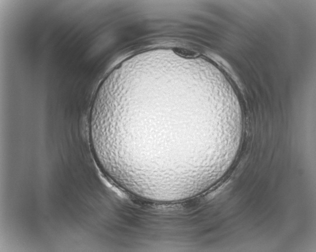 X0000072531433200608111735