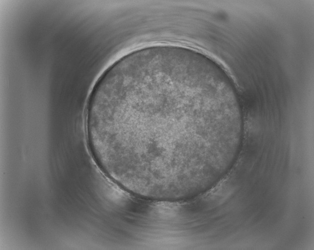 X0000072531514200608111733