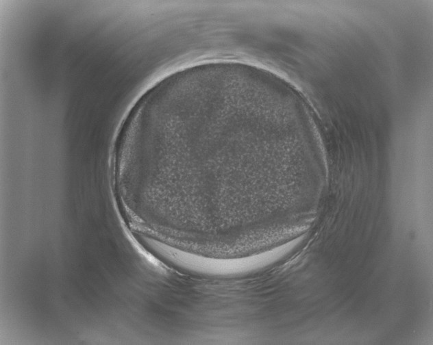 X0000072531519200608111733