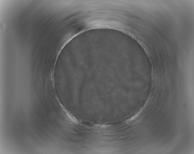 X0000072531529200608111733