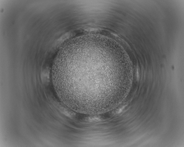 X0000072540668200607141229