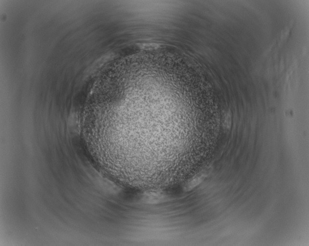 X0000072540666200607281625