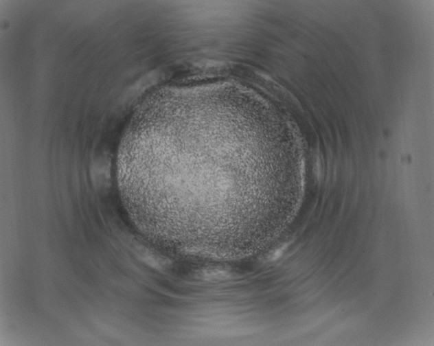 X0000072540668200607281625