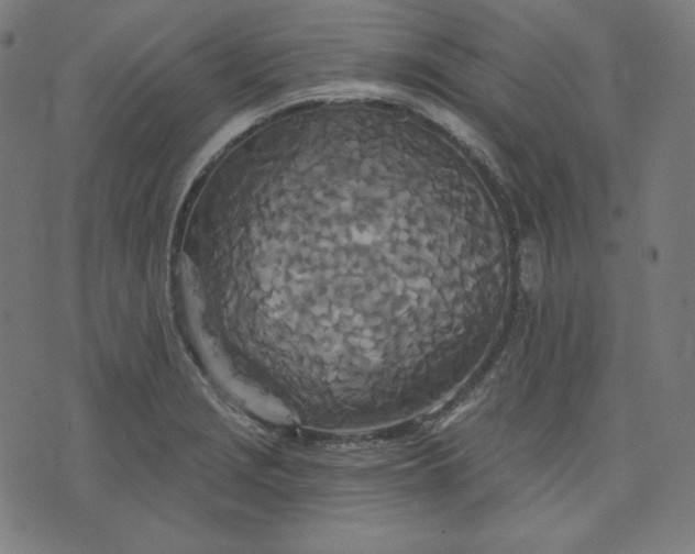 X0000072541229200607281615