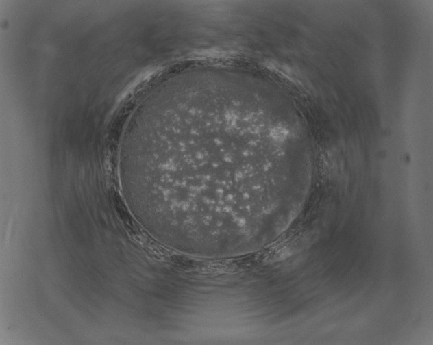 X0000072541254200607281615