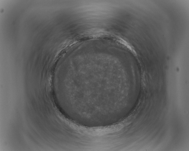 X0000072540018200608041634