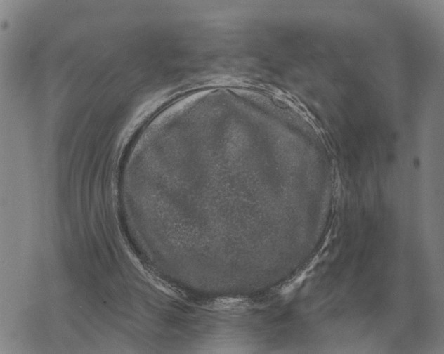 X0000072540055200608041633